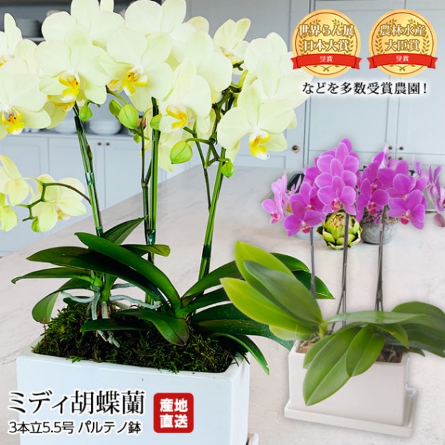 ��ĳ�� �ߥǥ���ĳ�� 3��Ω 5.5�� �ѥ�ƥ�ȭ ��̾�Υ��� ����ľ���ڤ����礦��� �����祦��� ������ �� ���� ���ե� £���� �ץ쥼��� ����� ȭ�����ۡڻ�ľ�ץ�ߥ����