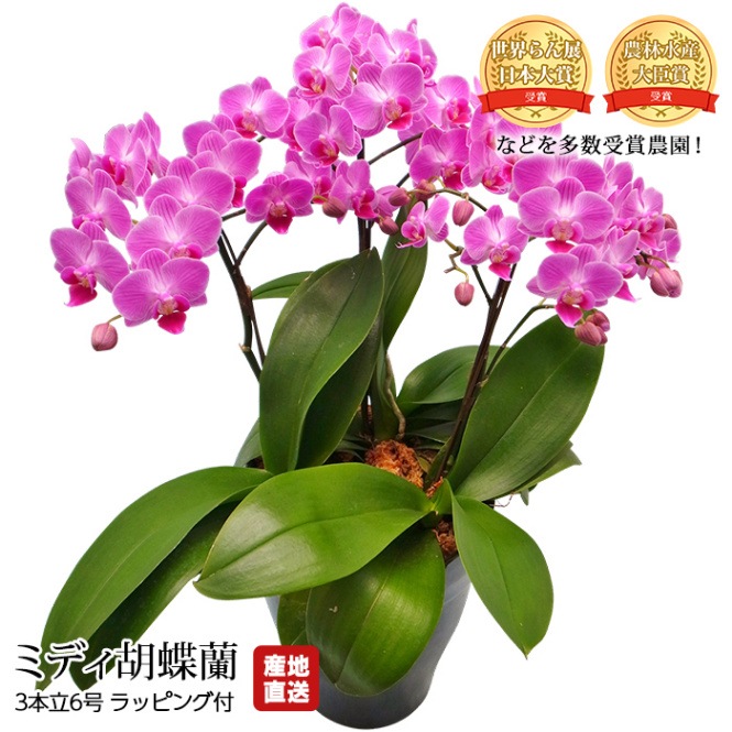 胡蝶蘭 ミディ胡蝶蘭 3本立 6号 椎名洋ラン園 ラッピング付 産地直送