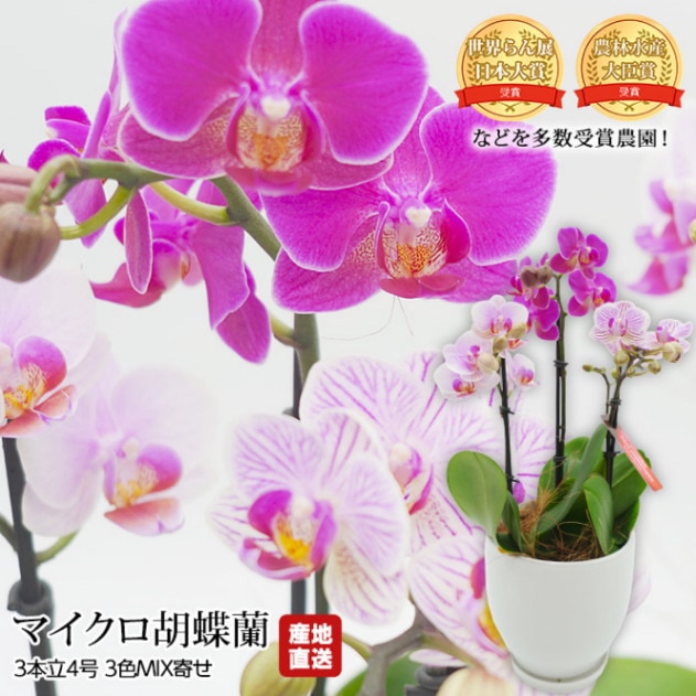 生花,胡蝶蘭 | 高級フルーツ(高級果物)の通販なら旬のものを厳選