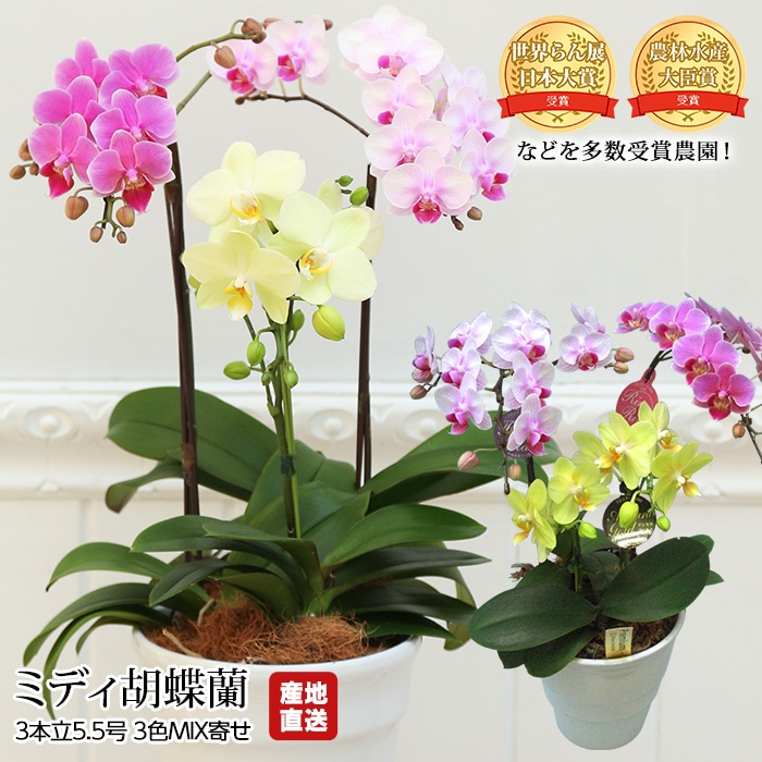 ��ĳ�� �ߥǥ���ĳ�� 3��Ω 5.5�� 3��MIX�� ��̾�Υ��� ����ľ���ڤ����礦��� �����祦��� ������ �� ���� ���ե� £�� �ץ쥼��� ����� ȭ�����ۡڻ�ľ�ץ�ߥ����