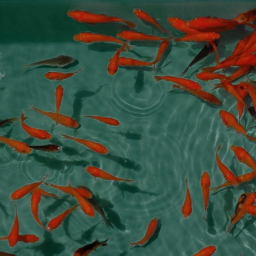 �ꥹ���� �ץ齮40 ���� 174mm 610mm��468mm ����36L 1��  �ץ�Ȣ �Ȥ�Ȣ �ȥ��� ������ ���󥯥꡼�� ��륿�� ������� ���ڻ��