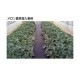 �������� ������ѥޥå�<br>���� 7mm<br>350mm��2000mm<br>20��<br><br>��ƻ�ޥå� ����ɻ� �̤���� ������ϩ ��ƻ����ޥå�