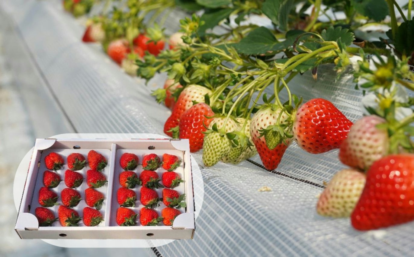 厳選大粒 こだわり苺 品種お任せ12～18粒×2パック