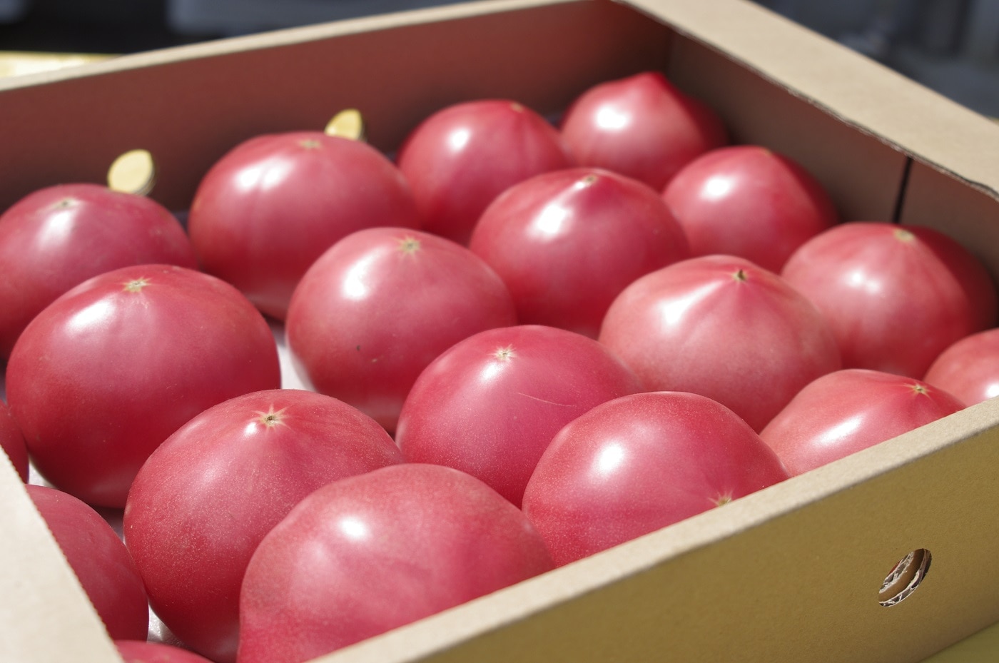 《期間限定》真っ赤なトマト3kg～3.5kg