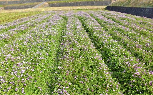お弁当屋さんが太鼓判!棚田浮立の里のお米（夢しずく）10kg