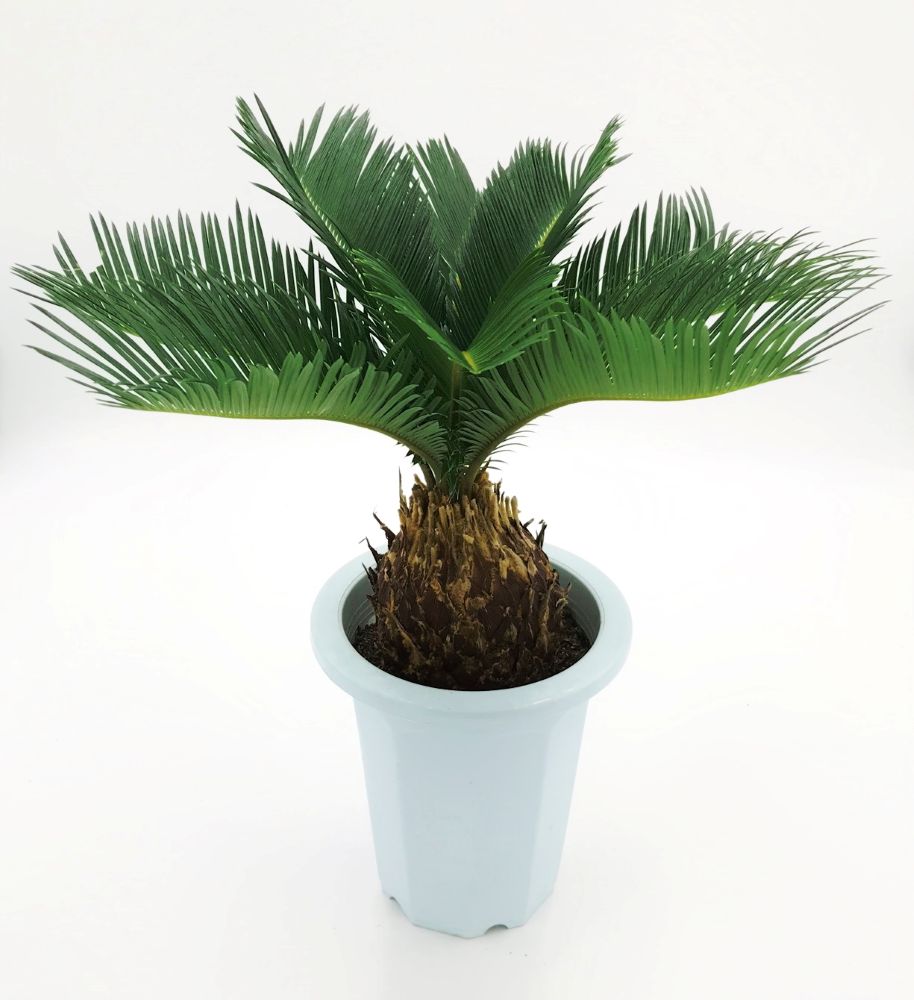 緑の匠が選んだ観葉植物　素敵な空間づくりに　ソテツ　６号