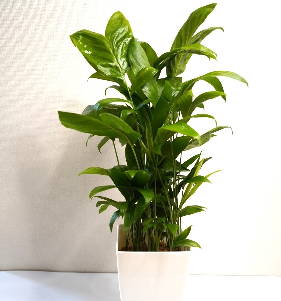 緑の匠が選んだ観葉植物　素敵な空間づくりに　高性チャメドレア７号