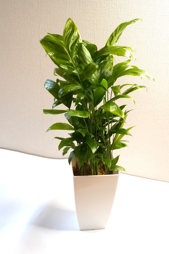 緑の匠が選んだ観葉植物　素敵な空間づくりに　高性チャメドレア７号