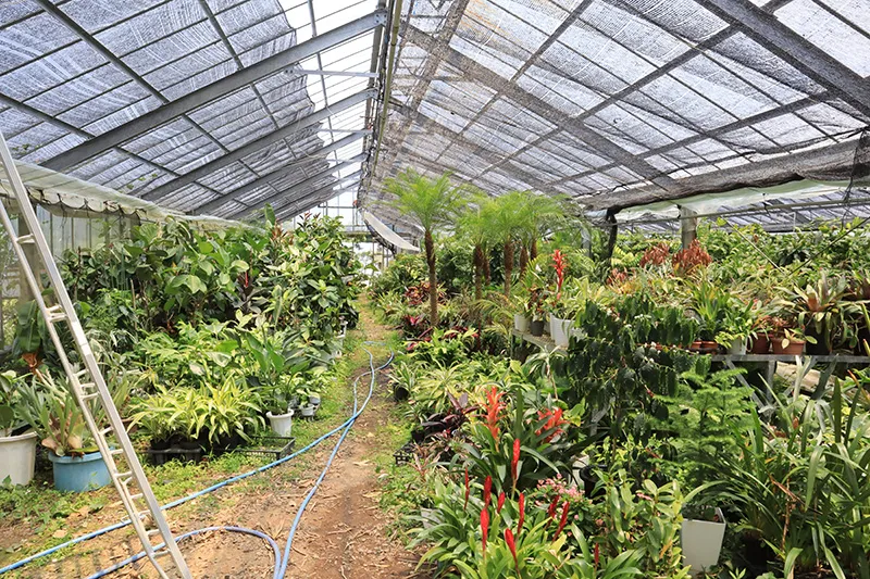 緑の匠が選んだ観葉植物　素敵な空間づくりに　高性チャメドレア７号