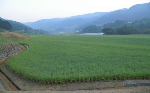 お弁当屋さんが太鼓判!棚田浮立の里のお米（夢しずく） 5kg