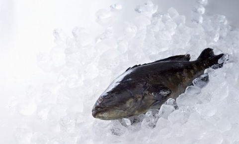 鷹島のうまかクエ鍋用(2～3人前)