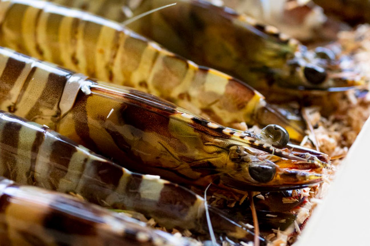 【1月5日~31日出荷】東興のくるまえび 400g/600g/800g/1kg