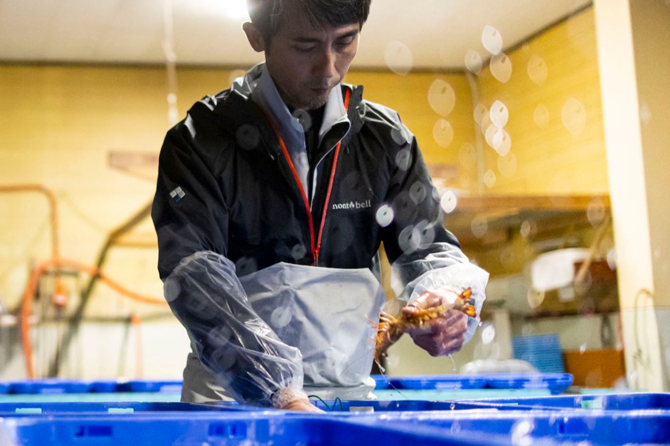 【1月5日~31日出荷】東興のくるまえび 400g/600g/800g/1kg