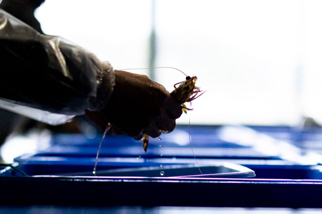 【1月5日~31日出荷】東興のくるまえび 400g/600g/800g/1kg