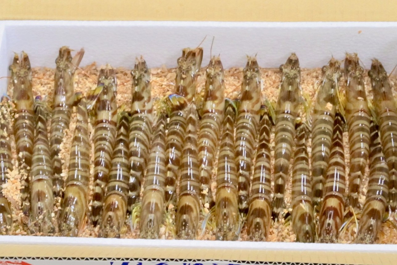 【12月25日～28日出荷】東興のくるまえび 400g/600g/800g/1kg