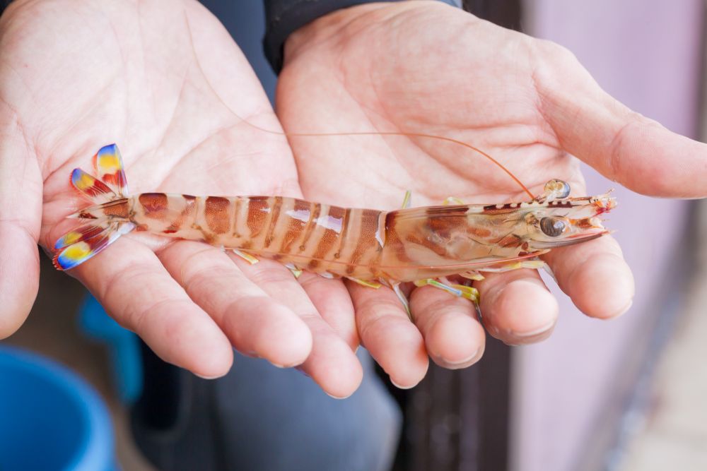 【12月25日～28日出荷】東興のくるまえび 400g/600g/800g/1kg