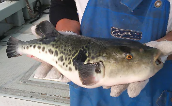 鷹島のうまかトラフグ鍋