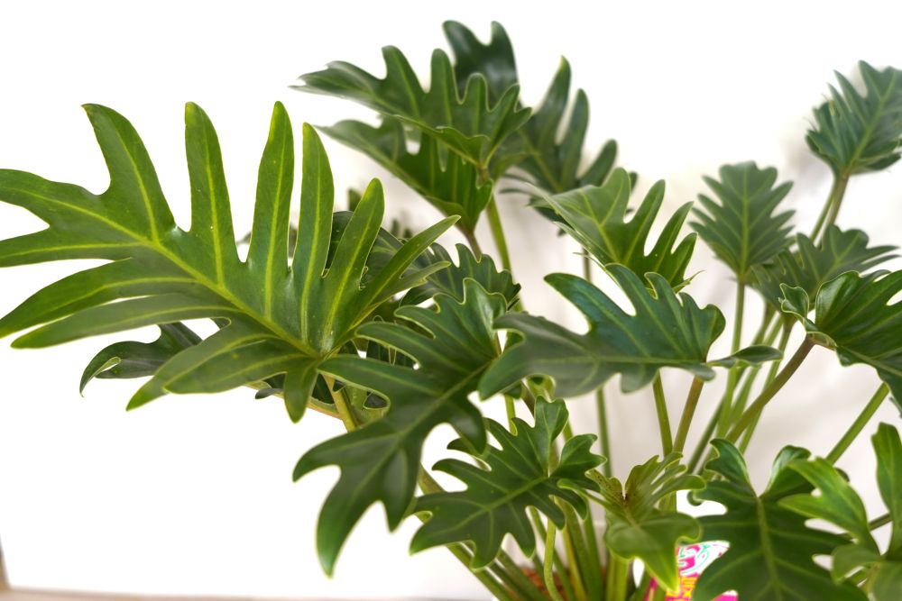 緑の匠が選んだ観葉植物　素敵な空間づくりに　クッカバラ7号