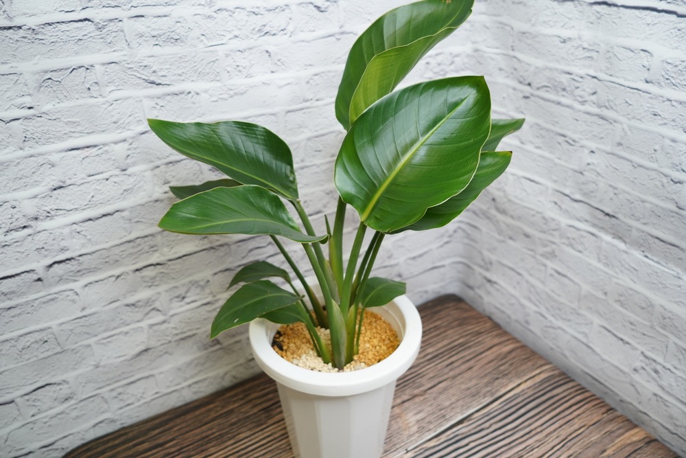 緑の匠が選んだ観葉植物　素敵な空間づくりに　オーガスタ 7号