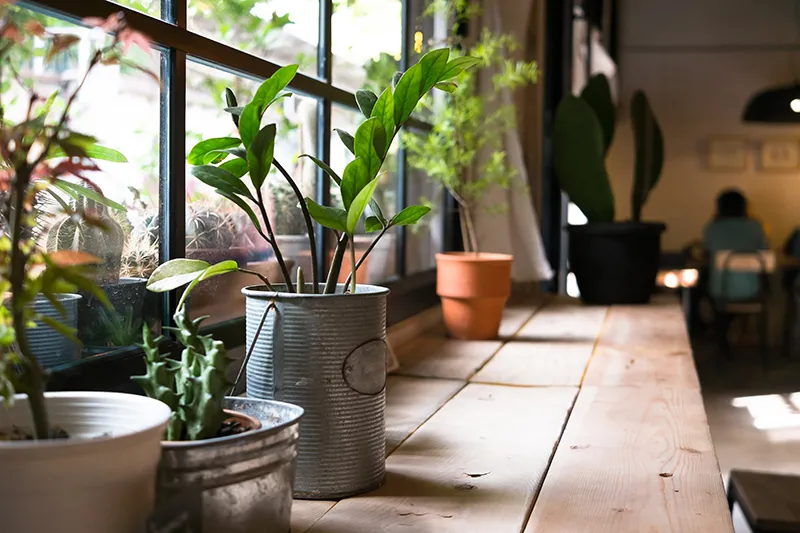 緑の匠が選んだ観葉植物　素敵な空間づくりに　オーガスタ 7号