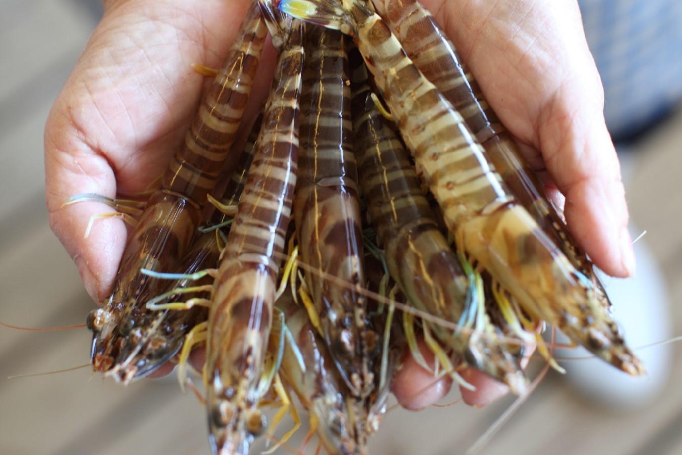 【12月1日～25日出荷】新松浦漁協 活きくるまえび 300g/500g/1kg