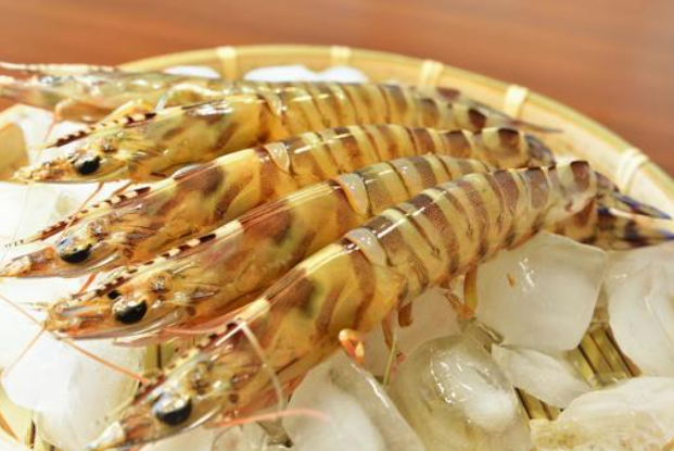 【12月1日～25日出荷】新松浦漁協 活きくるまえび 300g/500g/1kg