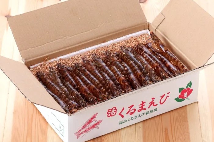 【1月6日~31日出荷】新松浦漁協 活きくるまえび 300g/500g/1kg