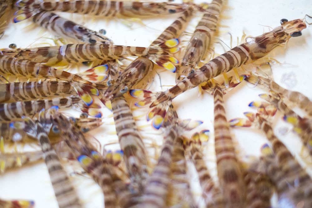 【1月6日~31日出荷】新松浦漁協 活きくるまえび 300g/500g/1kg