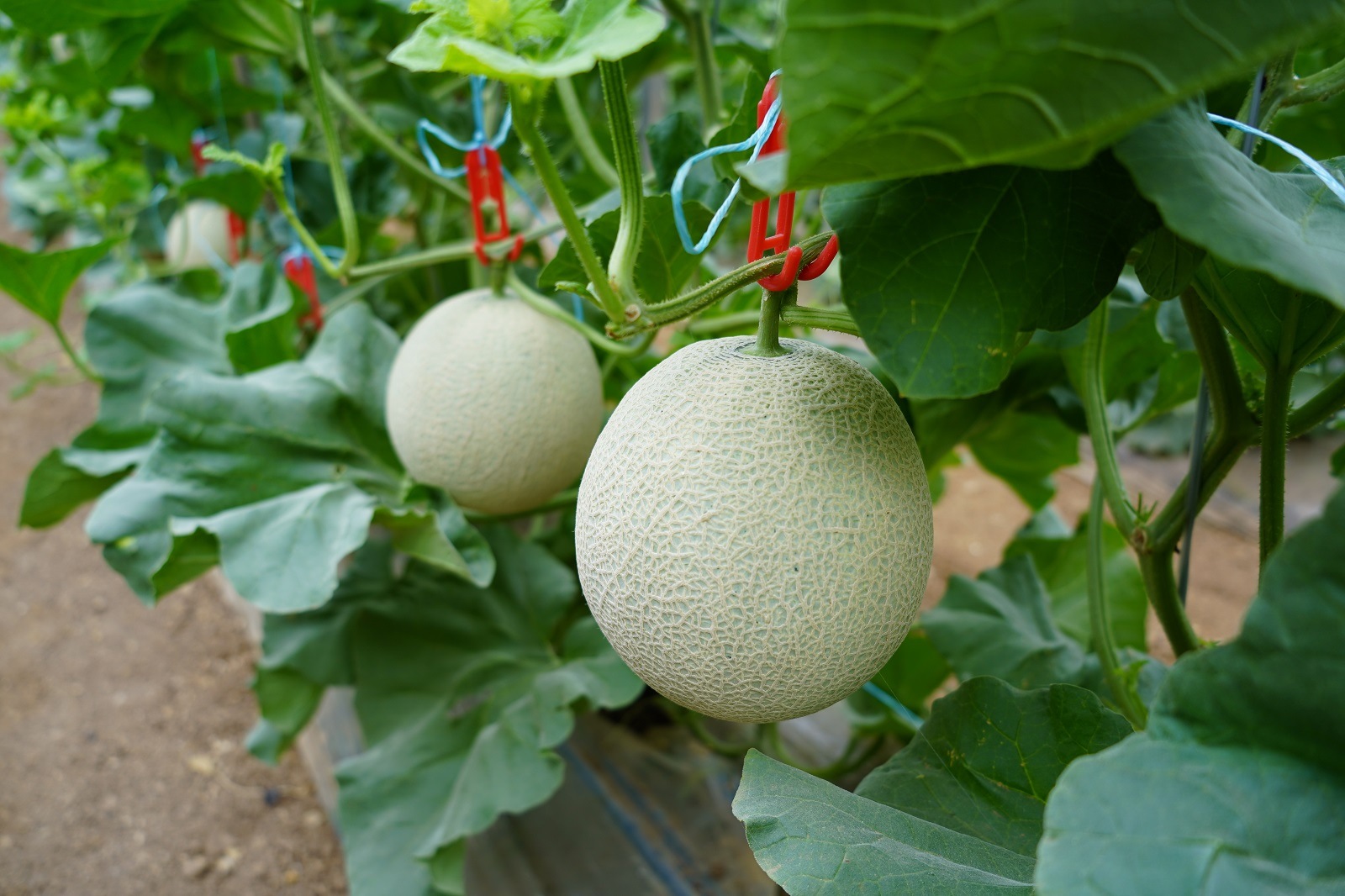 大玉アールスメロン　夢メロン２玉入り（1玉1.6ｋｇ以上）