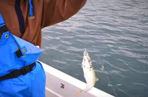 釣りあじのアジフライ