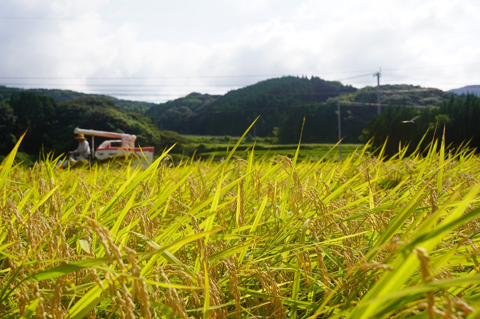 つづら水源の森を流れる水が育む松浦の米　「ヒノヒカリ又はコシヒカリ」石倉の誉5kg