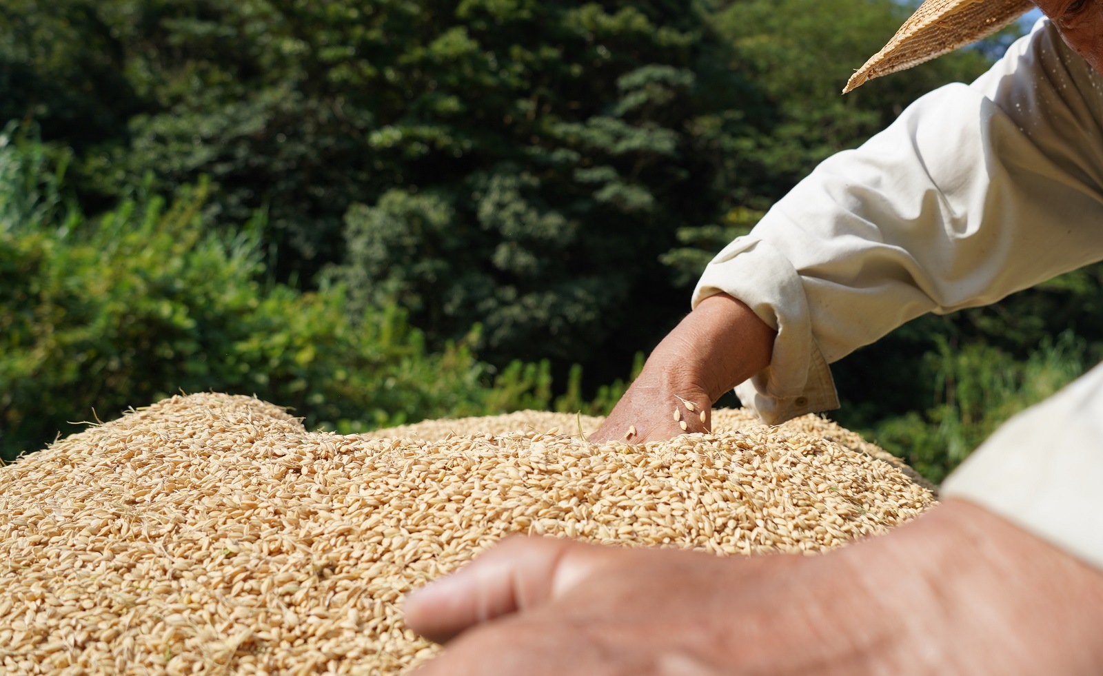つづら水源の森を流れる水が育む松浦の米　「ヒノヒカリ又はコシヒカリ」石倉の誉5kg