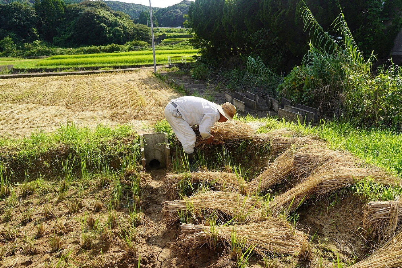 つづら水源の森を流れる水が育む松浦の米　「ヒノヒカリ又はコシヒカリ」石倉の誉5kg