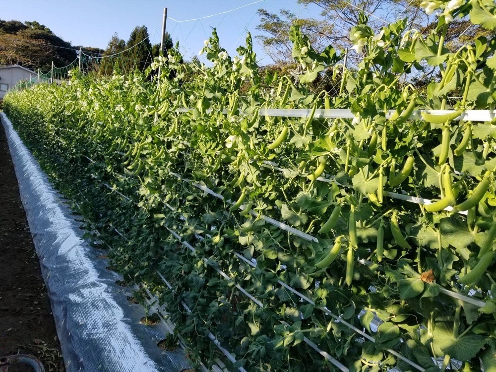 《期間限定》みずみずしさ弾ける！鷹島のスナップエンドウ1kg