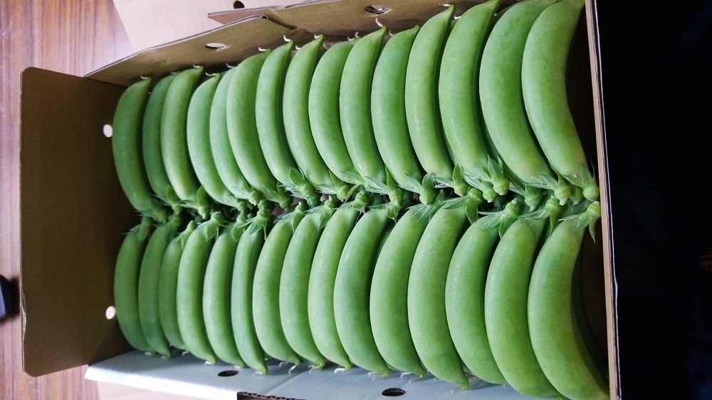 《期間限定》みずみずしさ弾ける！鷹島のスナップエンドウ1kg