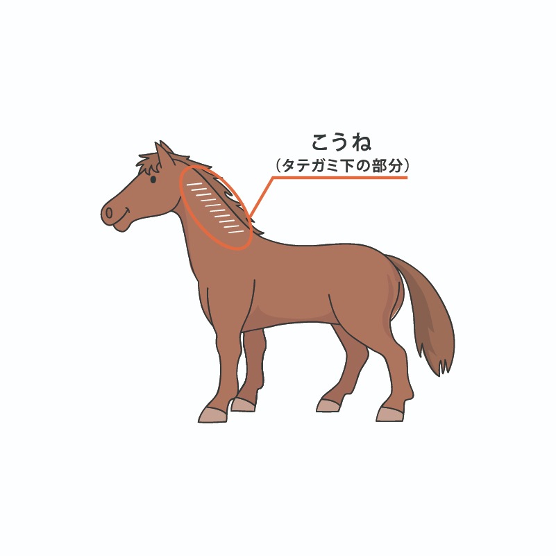 入荷予定無し】一尺馬油石鹸 400g | バスグッズ,固形石鹸 | 馬油 入荷予定無し】一尺馬油石鹸 400g | バスグッズ,固形石鹸 | 馬油