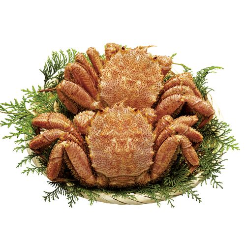 �̳�ƻ������觤��Ӥ���2���ڡ��᡼����ľ������