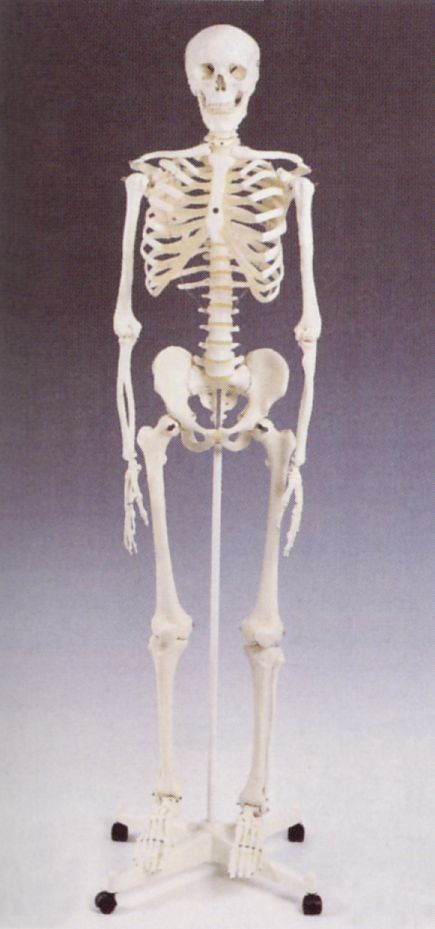 未使用品 人体模型 人体骨格モデルA10 3B SmartAnatomy 未使用品 人体模型