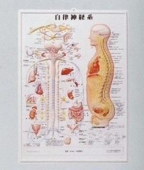 ���Ŀ��Υ��㡼�ȡʼ�Ω���зϡ�