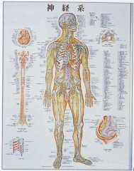 �ݥ������ʿ��зϡ�