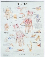 �ݥ������ʼ�ȼ���