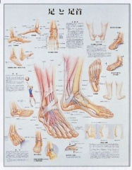 �ݥ�������­��­���