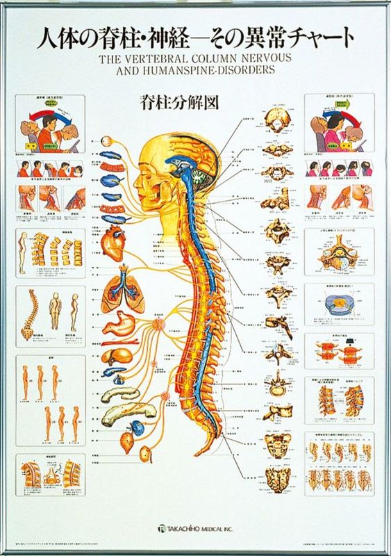 人体の脊椎・神経－その異常チャート パネル入