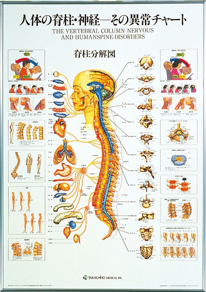 人体の脊椎・神経－その異常チャート パネル入