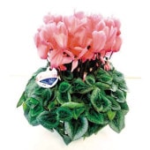 88 ��������