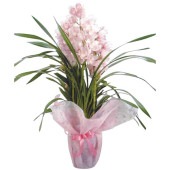 126 ������ȭ�� ����ԥ��塼������֡�