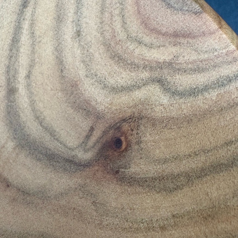 �ڤλ�������