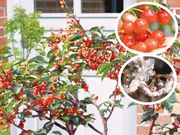 �������� ���Ϻ�����1�ݥå�