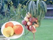 ����� �ܥʥ󥶥ԡ�����1�ݥå�