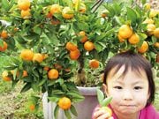 ���羮�ߤ���1�ݥå�